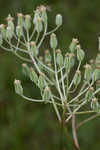 Groovestem Indian plantain